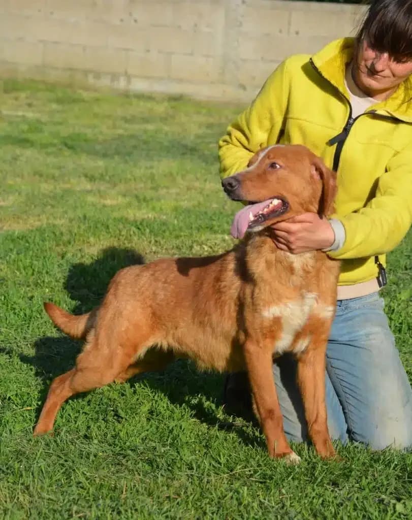 Zuca, female 7yo Mixed Breed for adoption at Pföttchenretter mit Herz e.V., Leichlingen