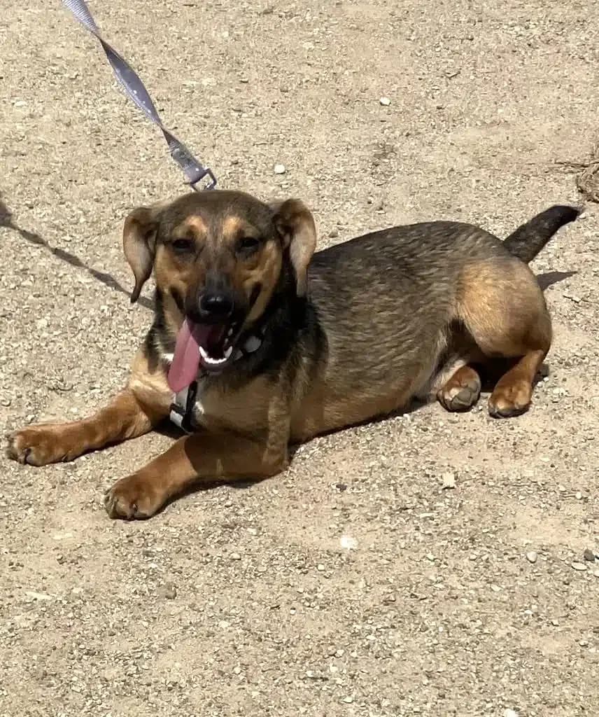 Pawel (Rüde), female puppy Mixed Breed for adoption at Pföttchenretter mit Herz e.V., Leichlingen