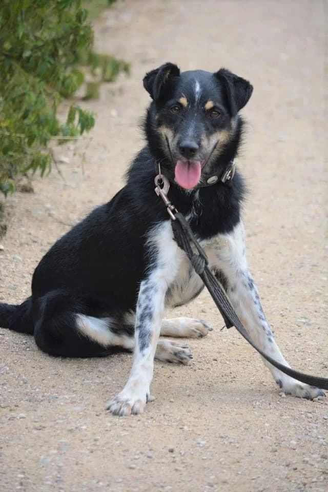 Edek, female Mixed Breed for adoption at Pföttchenretter mit Herz e.V., Leichlingen