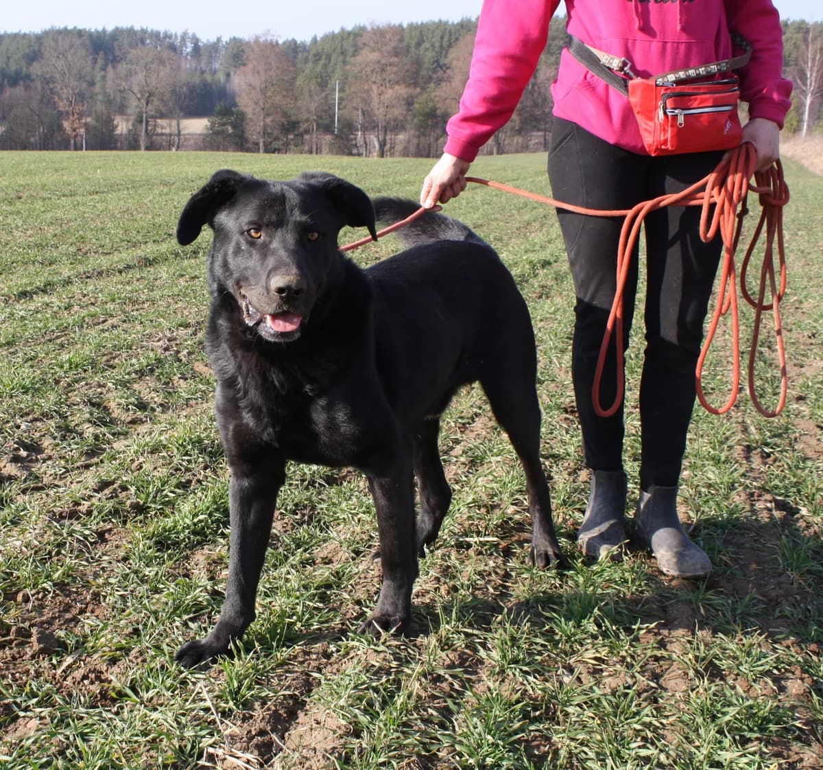 Bob (Balzac), male Mixed Breed for adoption at Pföttchenretter mit Herz e.V., Leichlingen