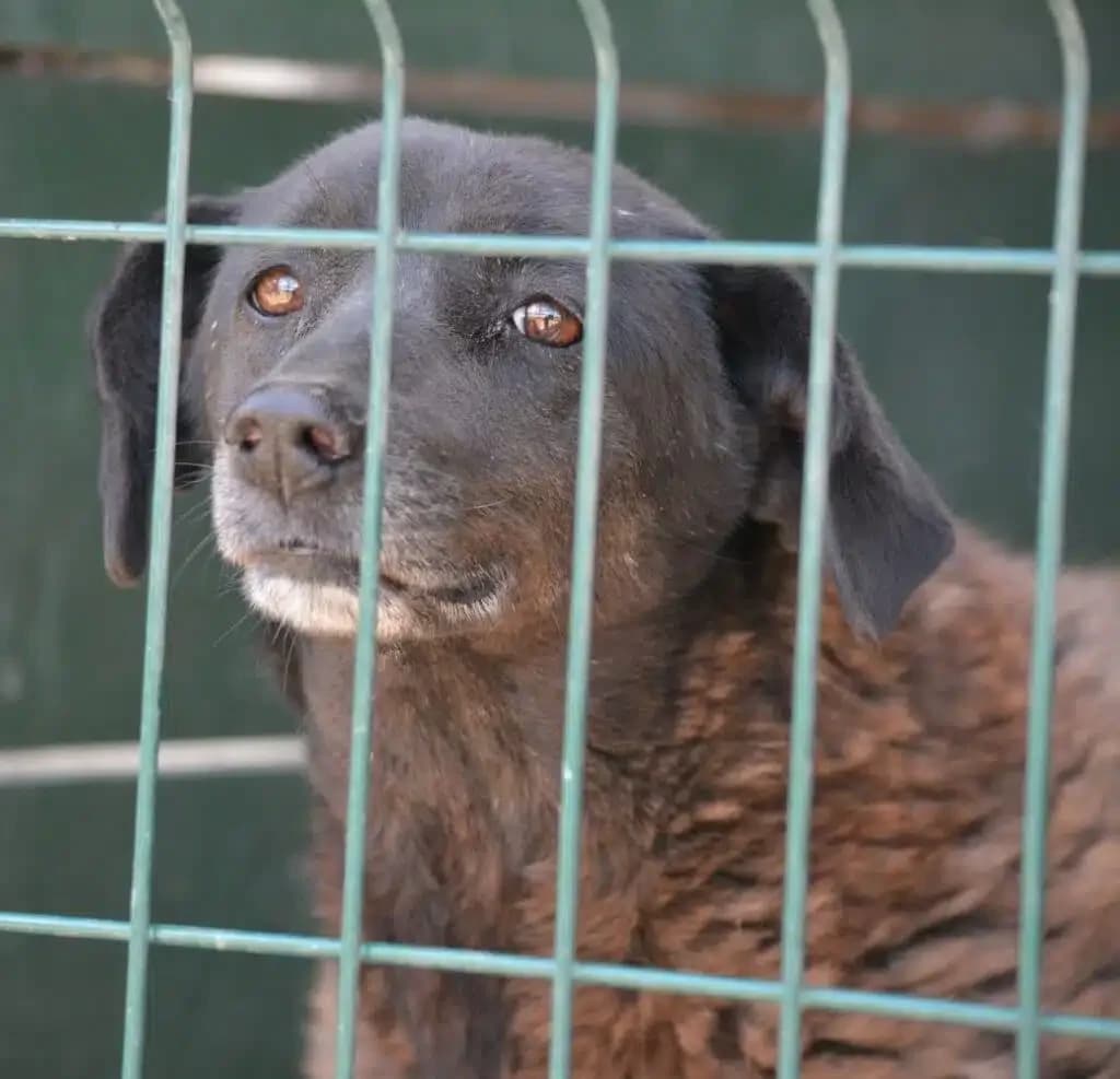 Amy, female Mixed Breed for adoption at Pföttchenretter mit Herz e.V., Leichlingen