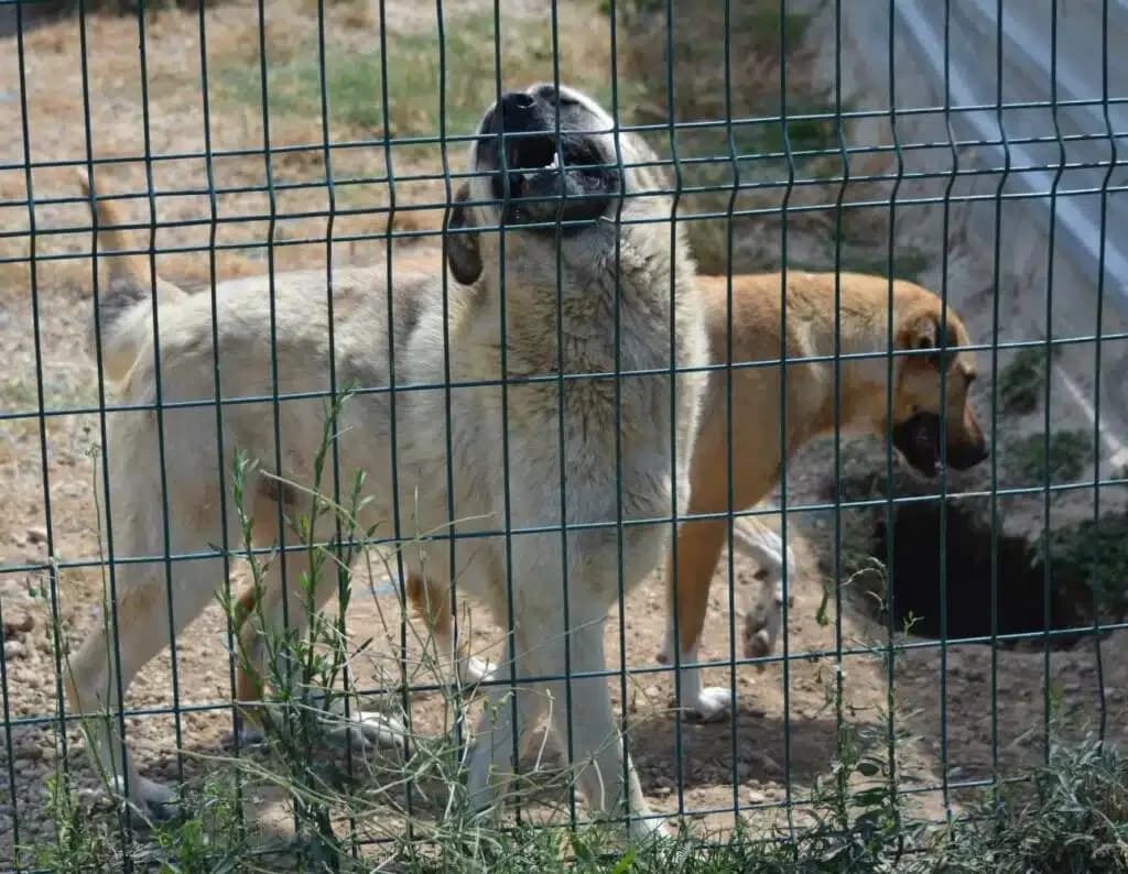 Zoran, male Mixed Breed for adoption at Pföttchenretter mit Herz e.V., Leichlingen