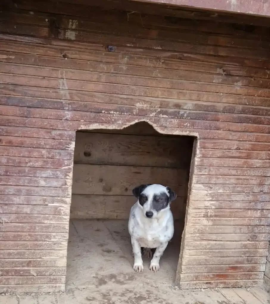 Maggie, female 6yo Mixed Breed for adoption at Pföttchenretter mit Herz e.V., Leichlingen