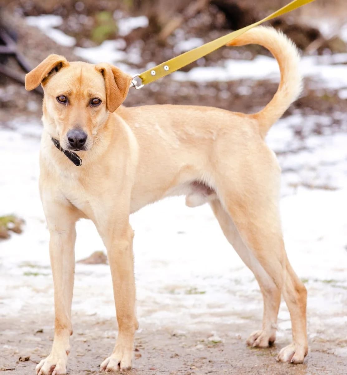 Lotos, male Mixed Breed for adoption at Pföttchenretter mit Herz e.V., Leichlingen