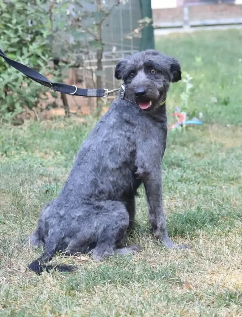 Jupiter, male Mixed Breed for adoption at Pföttchenretter mit Herz e.V., Leichlingen