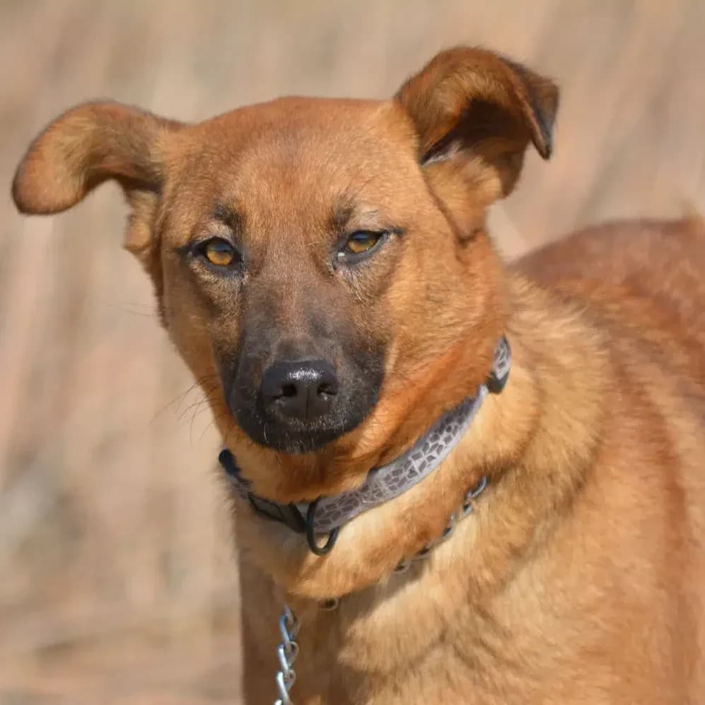Milena, female Mixed Breed for adoption at Pföttchenretter mit Herz e.V., Leichlingen
