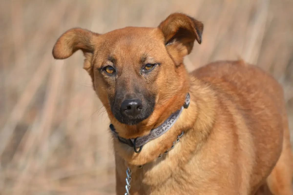 Milena, female Mixed Breed for adoption at Pföttchenretter mit Herz e.V., Leichlingen