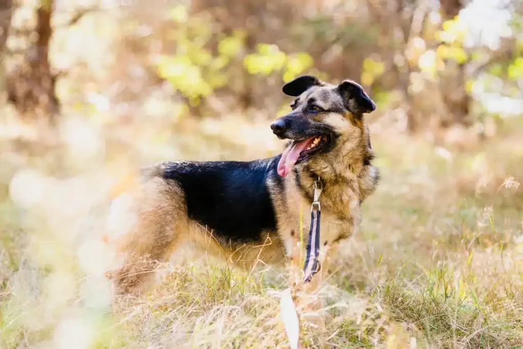 Mela, female Mixed Breed for adoption at Pföttchenretter mit Herz e.V., Leichlingen
