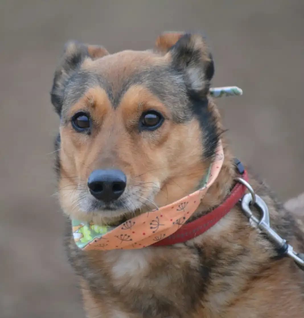 Pepsi, female Mixed Breed for adoption at Pföttchenretter mit Herz e.V., Leichlingen