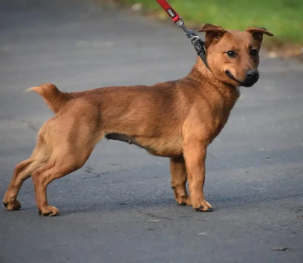 Activia, female 3yo Dachshund for adoption at Pföttchenretter mit Herz e.V., Leichlingen