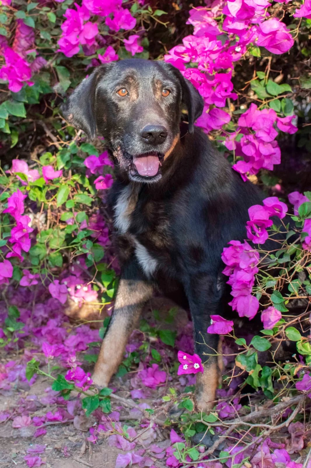 Menios, male Mixed Breed for adoption at Pföttchenretter mit Herz e.V., Leichlingen