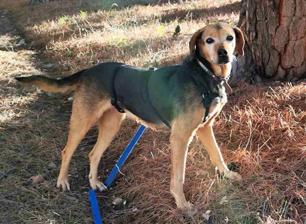 Sandra, female Mixed Breed for adoption at Pföttchenretter mit Herz e.V., Leichlingen