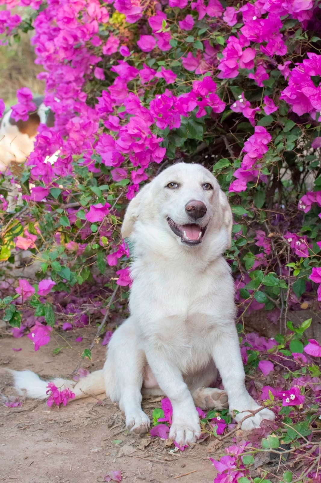 Junghündin „, female Mixed Breed for adoption at Pföttchenretter mit Herz e.v.