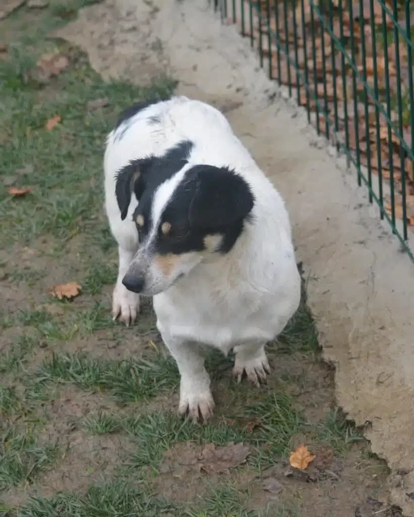 Monika, female 4yo Mixed Breed for adoption at Pföttchenretter mit Herz e.V., Leichlingen