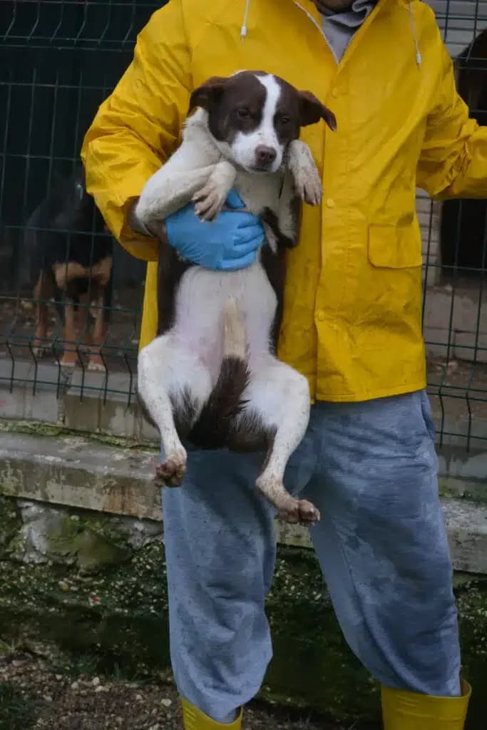Wilma, female puppy Mixed Breed for adoption at Pföttchenretter mit Herz e.V., Leichlingen