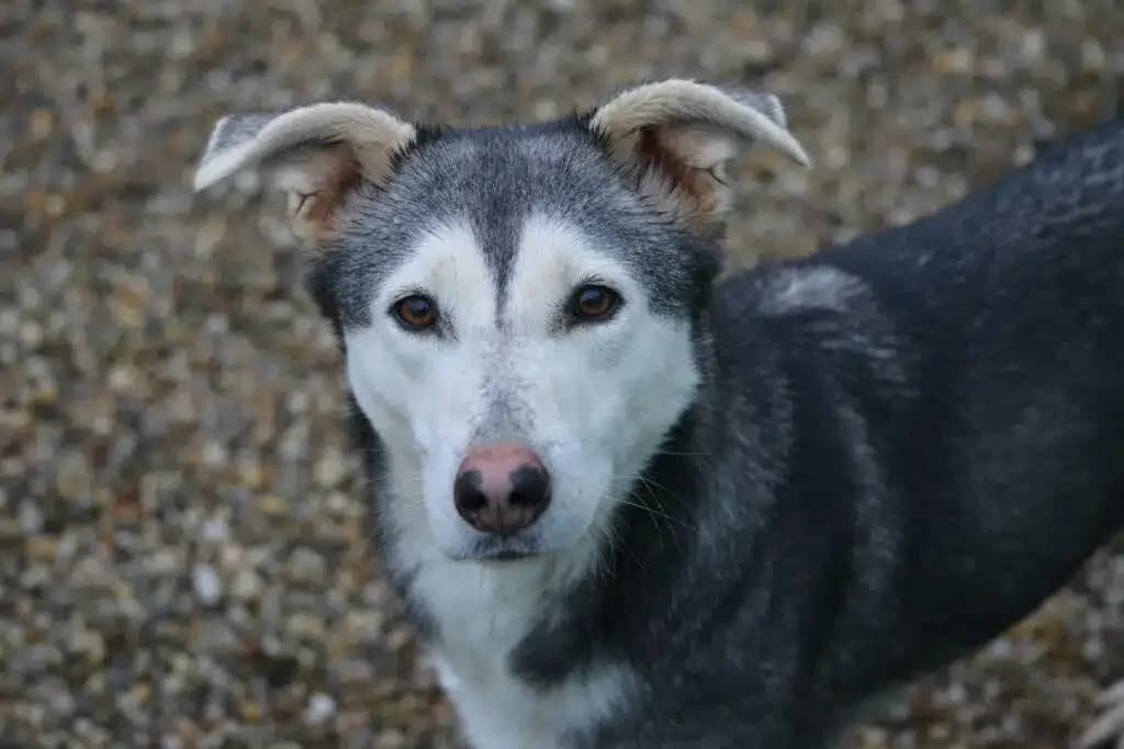 Paulina, female 4yo Mixed Breed for adoption at Pföttchenretter mit Herz e.V., Leichlingen