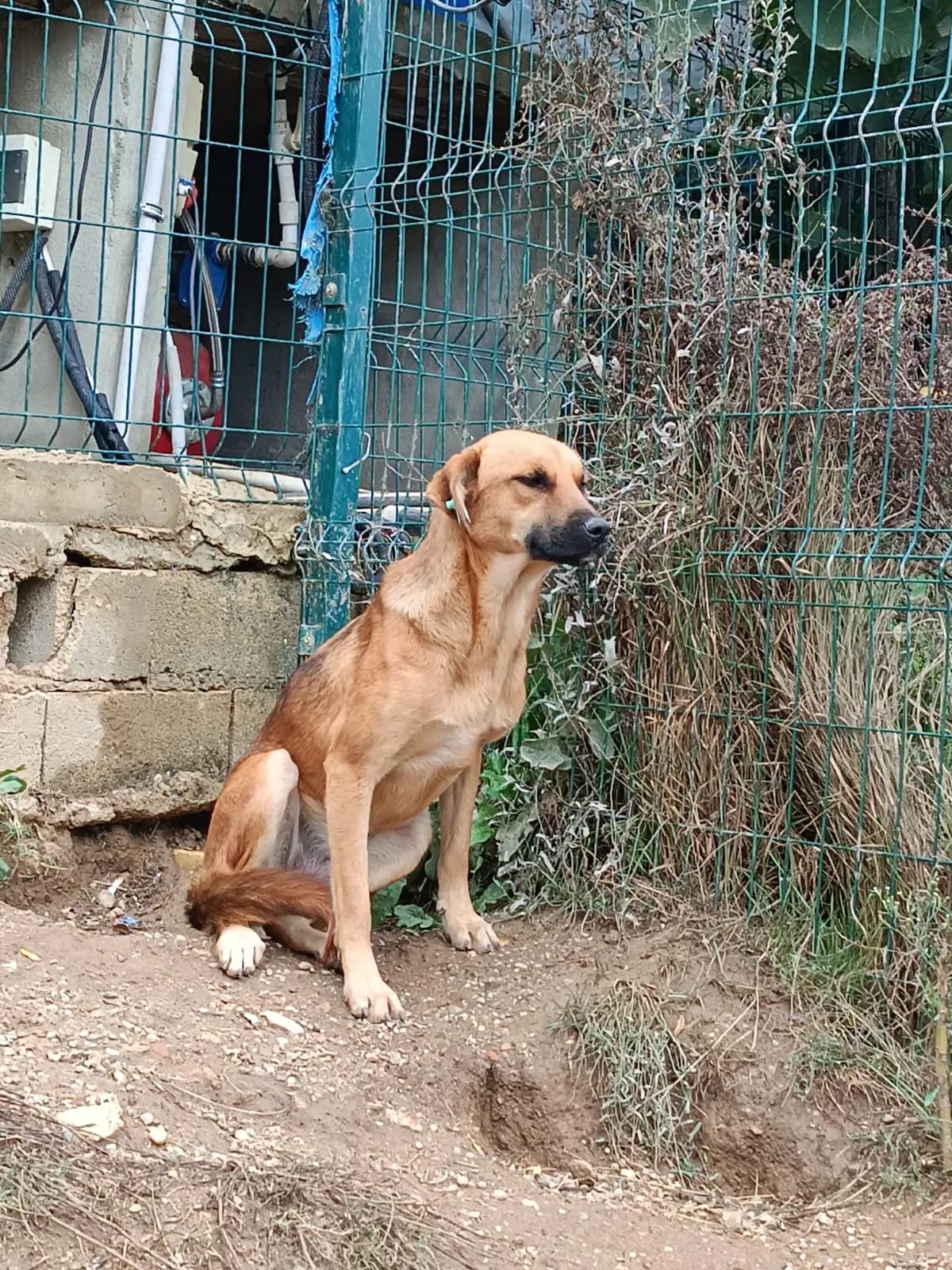 Helene, female Mixed Breed for adoption at Pföttchenretter mit Herz e.V., Leichlingen