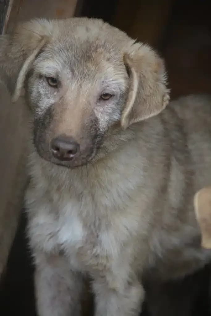 Socke, female young Mixed Breed for adoption at Pföttchenretter mit Herz e.V., Leichlingen