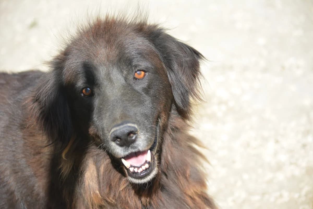 Captain, female Mixed Breed for adoption at Pföttchenretter mit Herz e.V., Leichlingen
