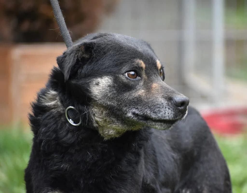 Micki (Miklós), male Mixed Breed for adoption at Pföttchenretter mit Herz e.V., Leichlingen