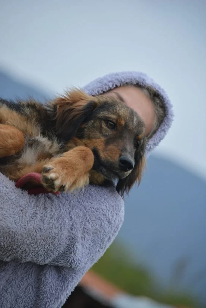 Rudi, male young Mixed Breed for adoption at Pföttchenretter mit Herz e.V., Leichlingen