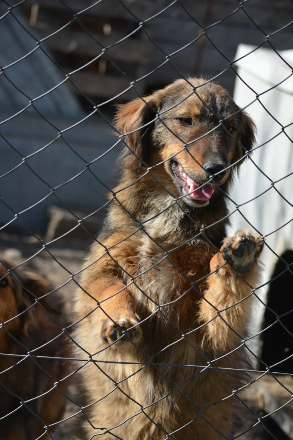 Janusch, male young Mixed Breed for adoption at Pföttchenretter mit Herz e.V., Leichlingen