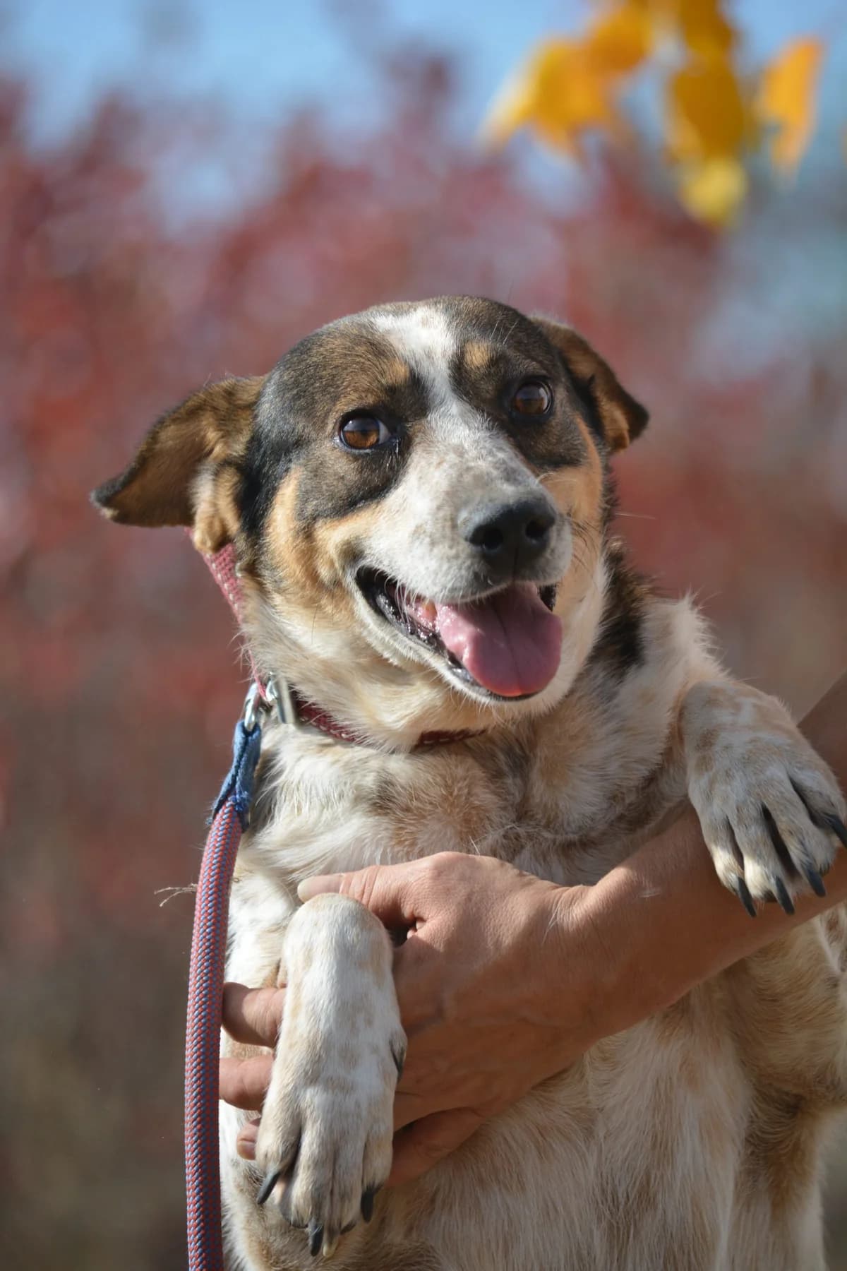 Riki, female 6yo Mixed Breed for adoption at Pföttchenretter mit Herz e.V., Leichlingen