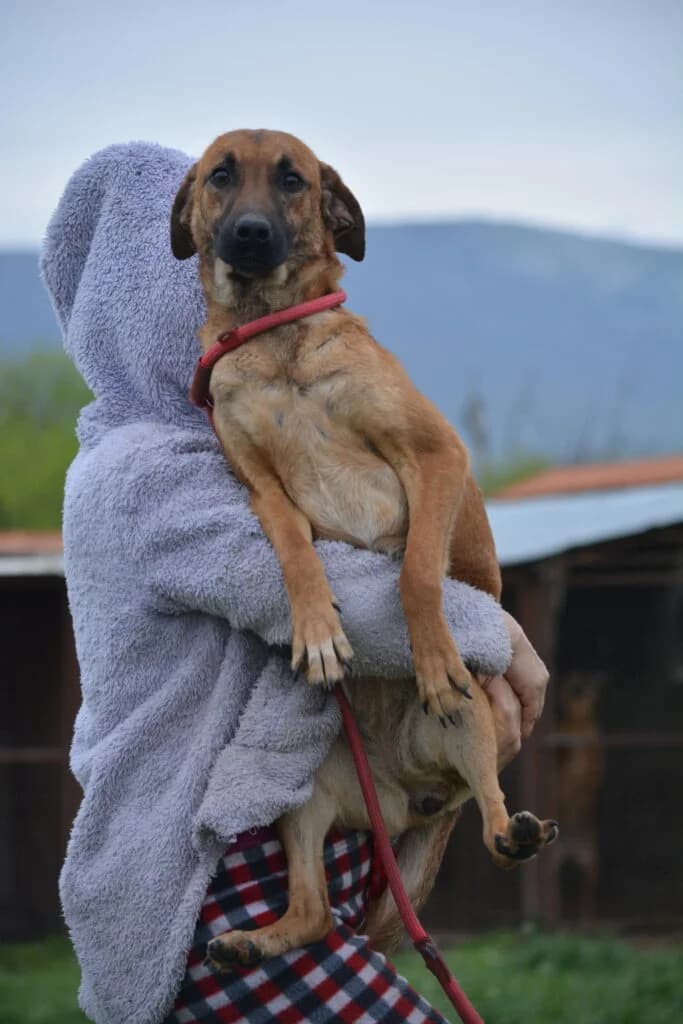 Carina, female puppy Mixed Breed for adoption at Pföttchenretter mit Herz e.V., Leichlingen
