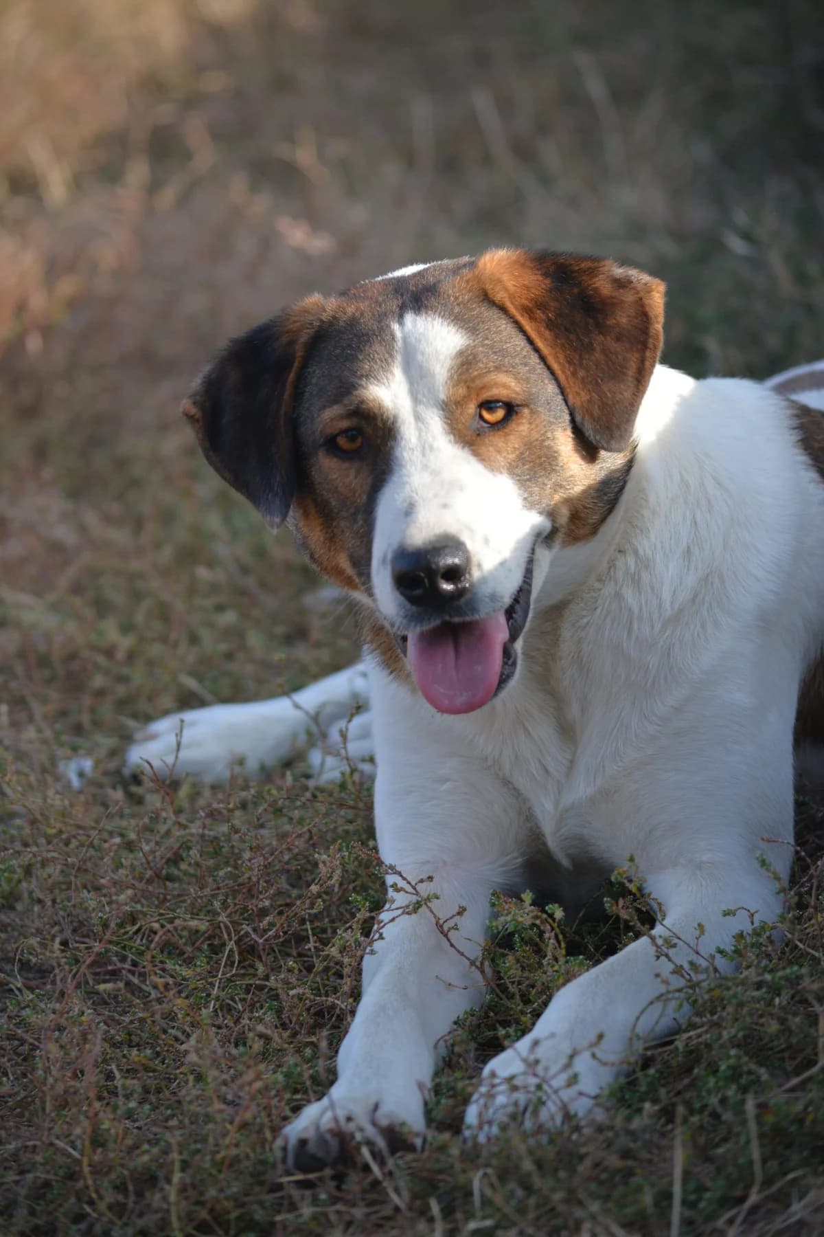 Mirko, male young Mixed Breed for adoption at Pföttchenretter mit Herz e.V., Leichlingen