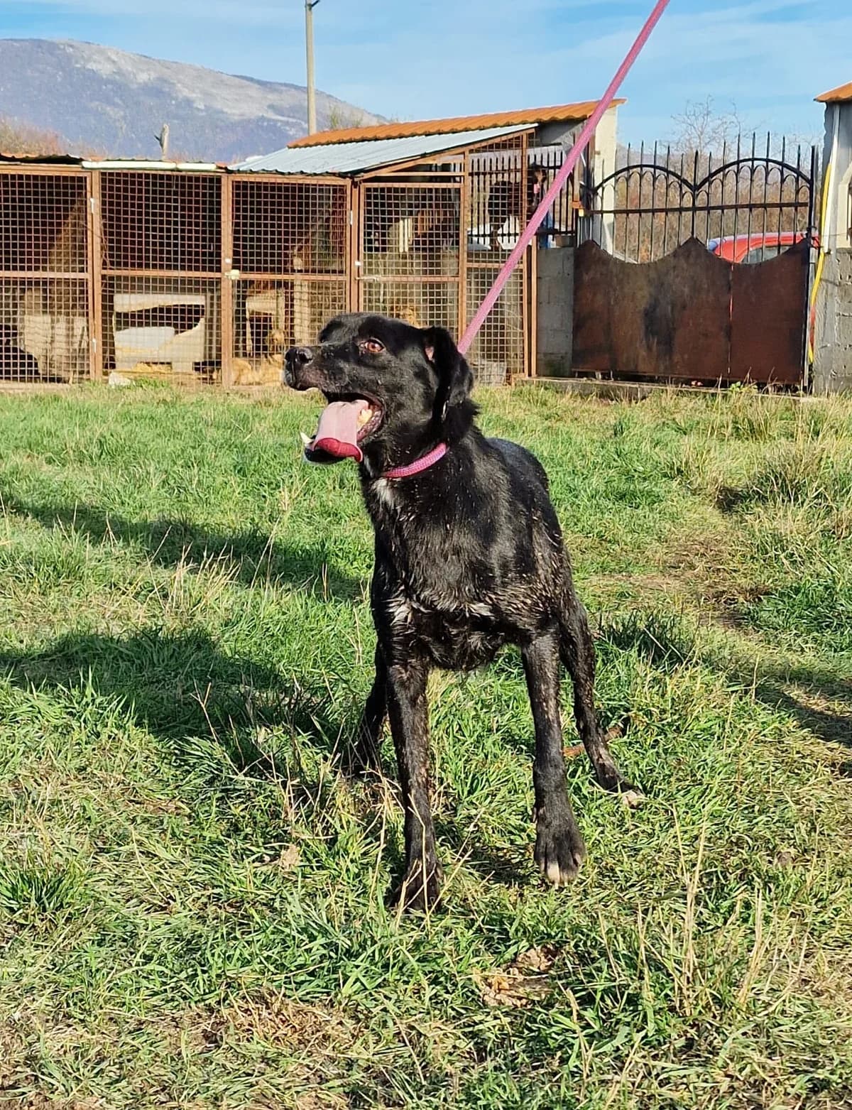 Klärchen (II), female 4yo Mixed Breed for adoption at Pföttchenretter mit Herz e.V., Leichlingen