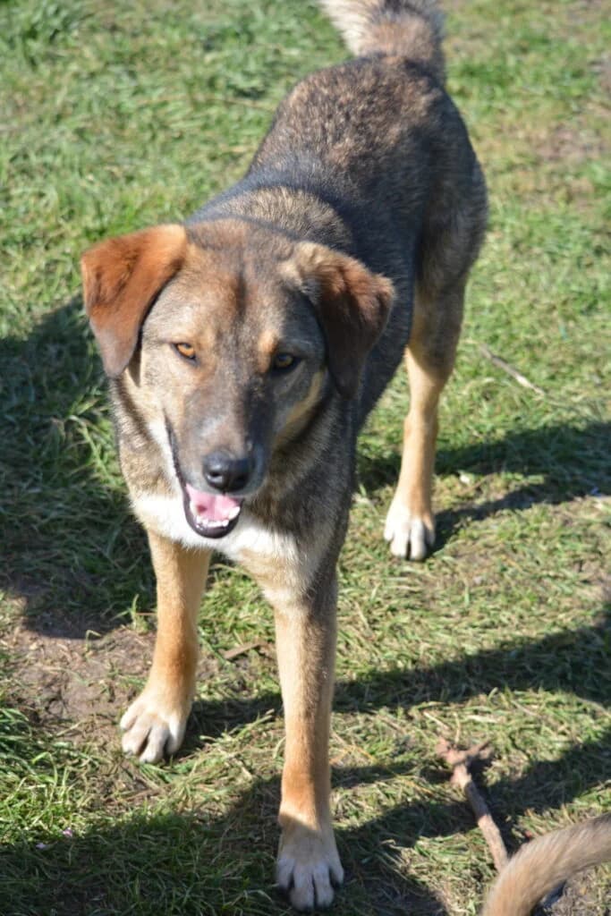 Wolfi, male 3yo Mixed Breed for adoption at Pföttchenretter mit Herz e.V., Leichlingen