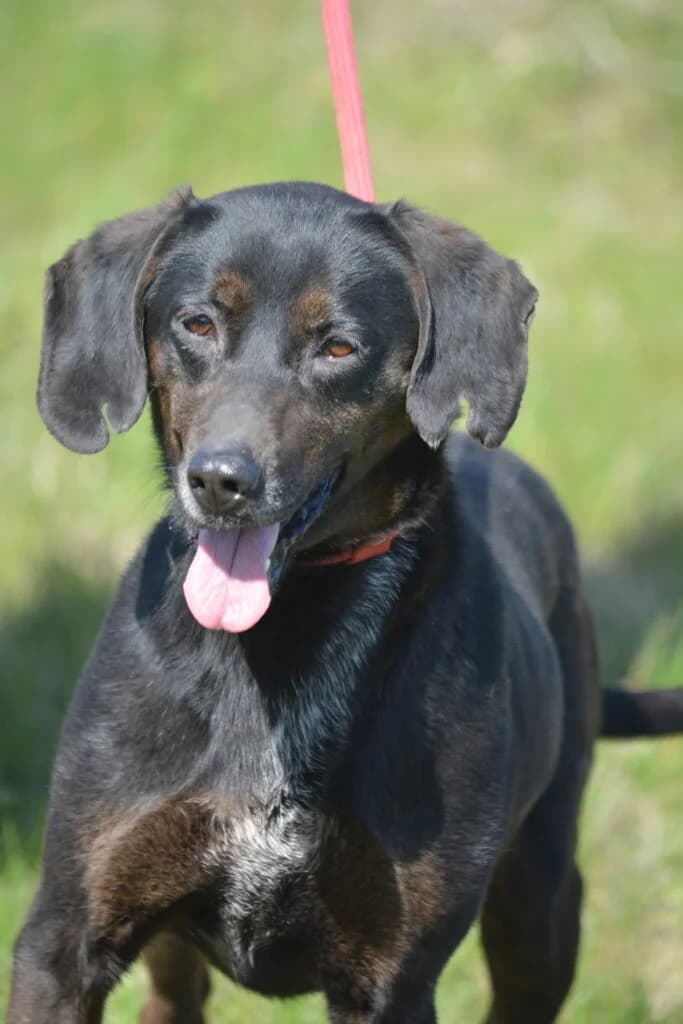 Leni, female Mixed Breed for adoption at Pföttchenretter mit Herz e.V., Leichlingen