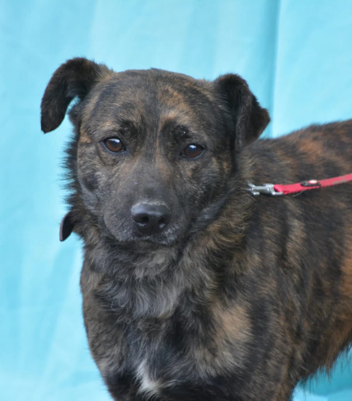 Klaus (Kartus), male Mixed Breed for adoption at Pföttchenretter mit Herz e.V., Leichlingen