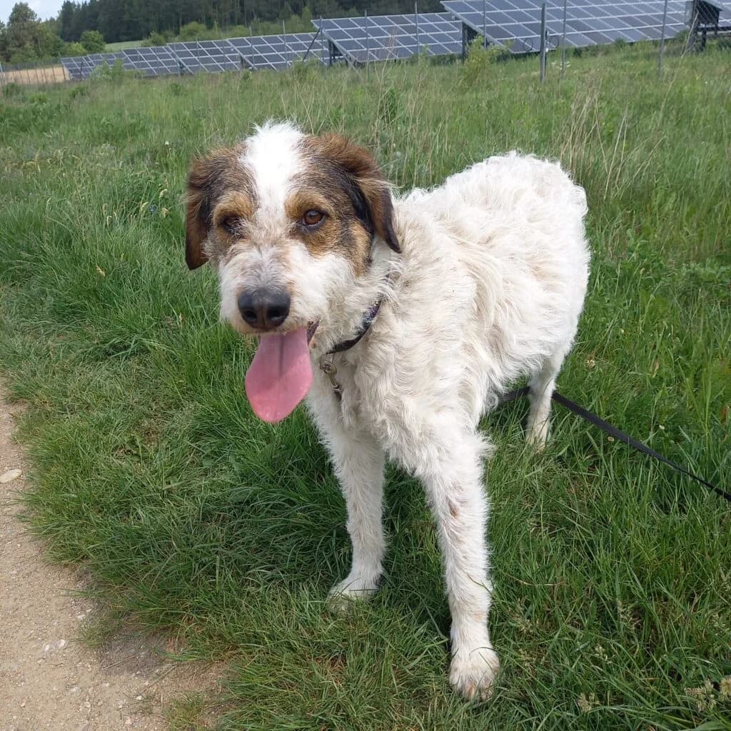 Dino, female Mixed Breed for adoption at Pföttchenretter mit Herz e.V., Leichlingen