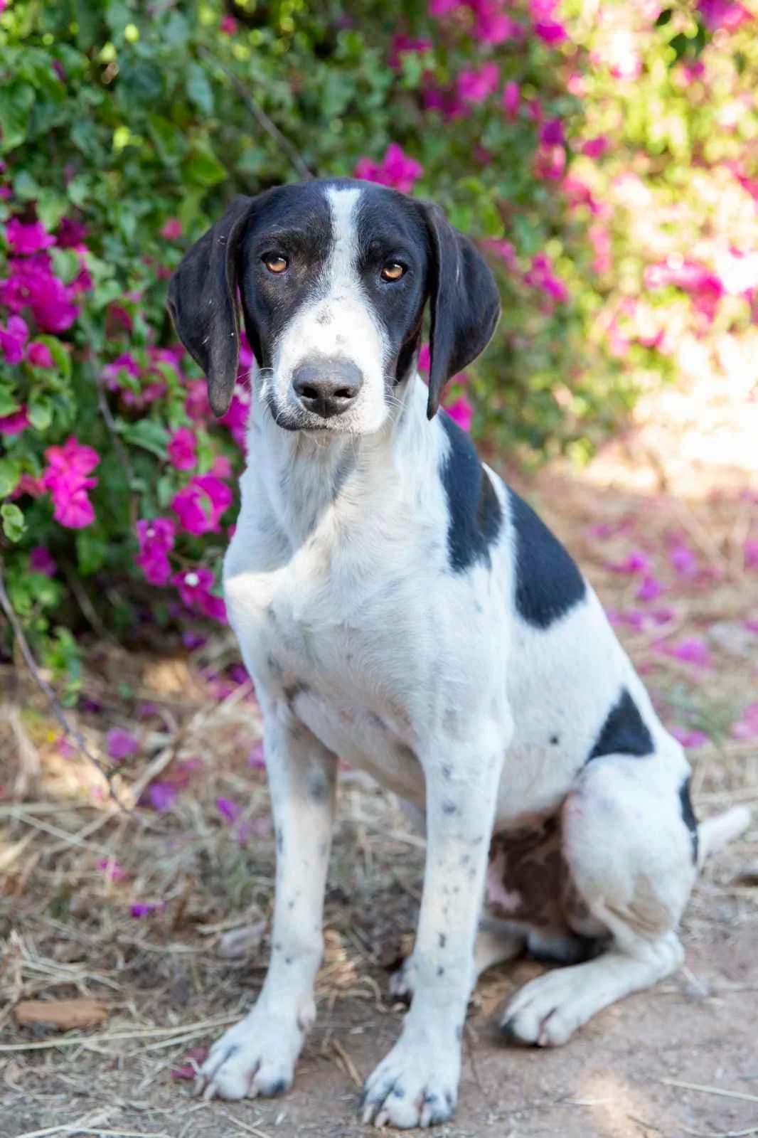 Pico, male Mixed Breed for adoption at Pföttchenretter mit Herz e.V., Leichlingen
