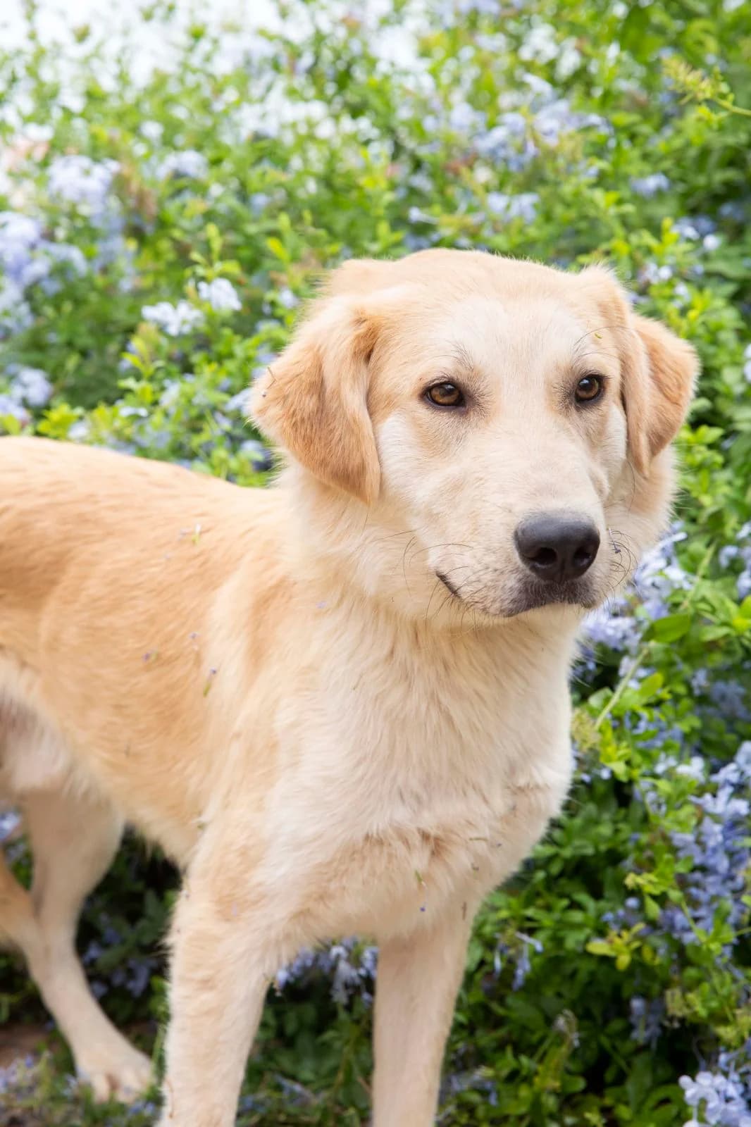 Otto, male Mixed Breed for adoption at Pföttchenretter mit Herz e.V., Leichlingen