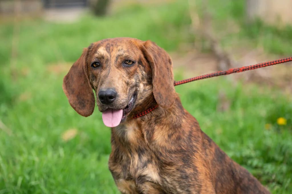 Mina, female Mixed Breed for adoption at Pföttchenretter mit Herz e.V., Leichlingen