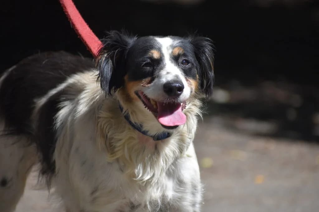 Polett, female senior Mixed Breed for adoption at Pföttchenretter mit Herz e.V., Leichlingen