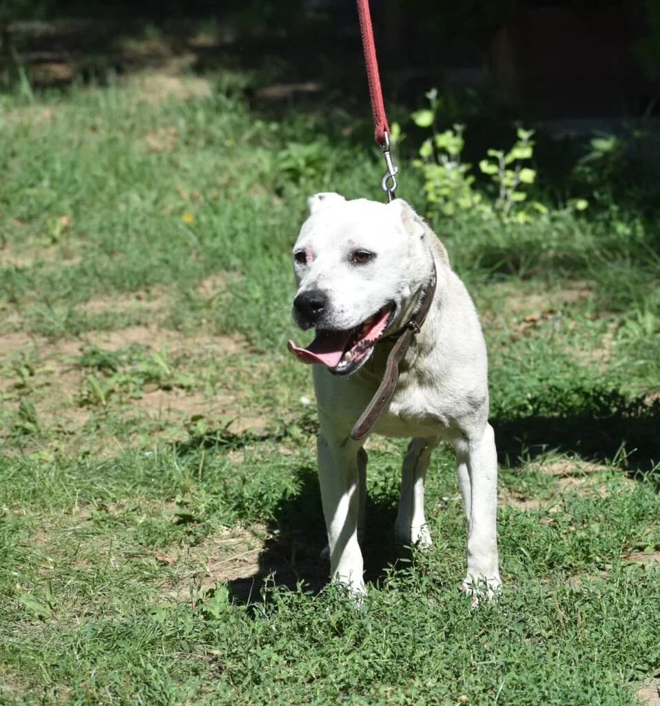 ENZO, male Dogo Argentino for adoption at Pföttchenretter mit Herz e.v.