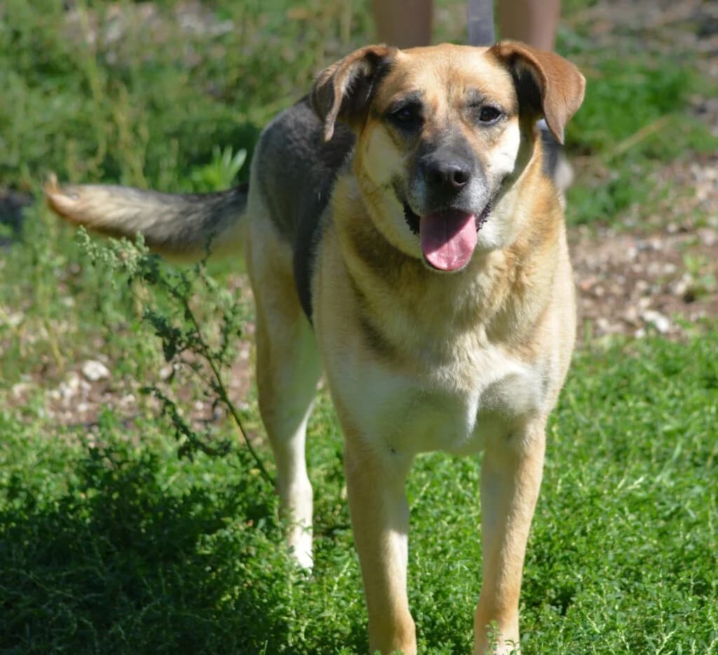 TINA, female German Shepherd for adoption at Pföttchenretter mit Herz e.v.