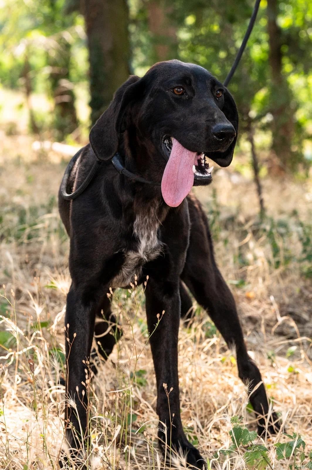 Kira, female Mixed Breed for adoption at Pföttchenretter mit Herz e.V., Leichlingen