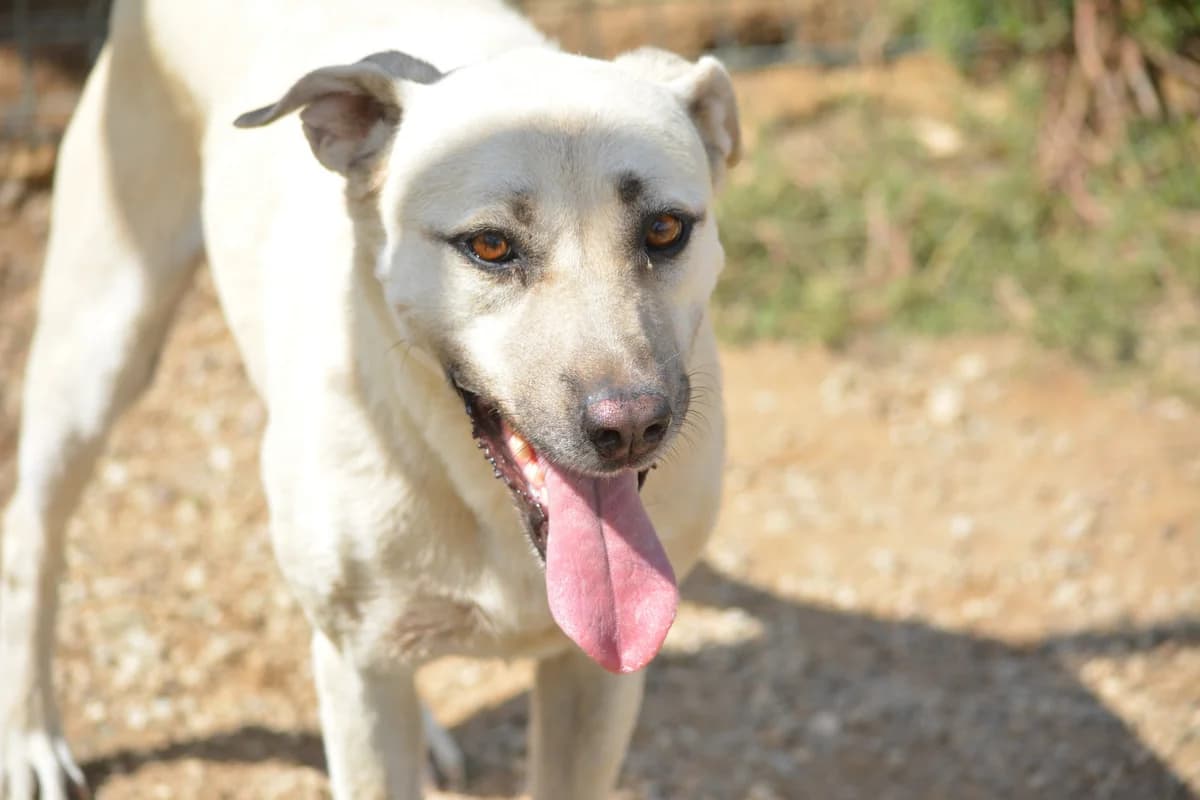 Abby, female Mixed Breed for adoption at Pföttchenretter mit Herz e.V., Leichlingen