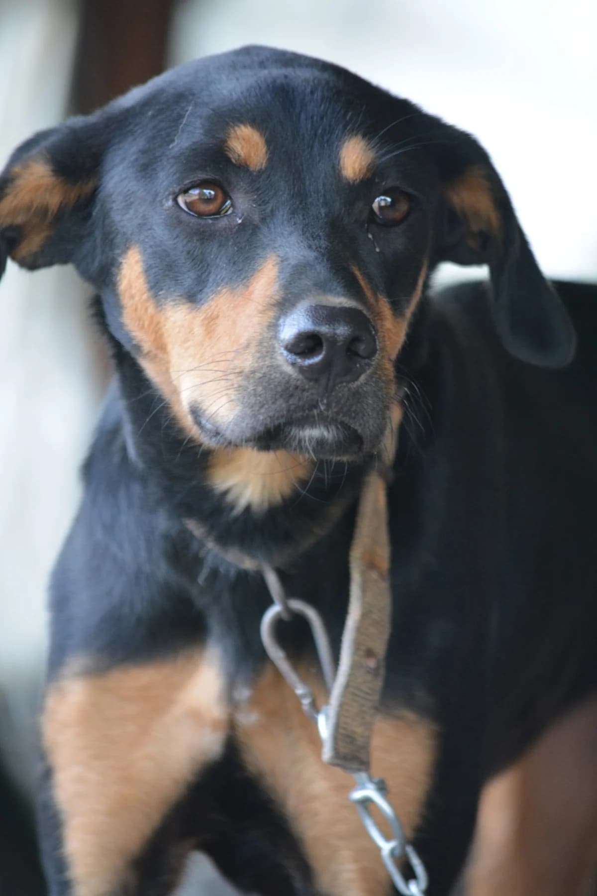 Anita, female Mixed Breed for adoption at Pföttchenretter mit Herz e.V., Leichlingen