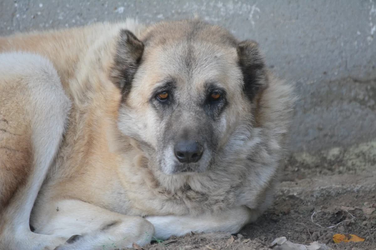 Apollo, male Mixed Breed for adoption at Pföttchenretter mit Herz e.V., Leichlingen