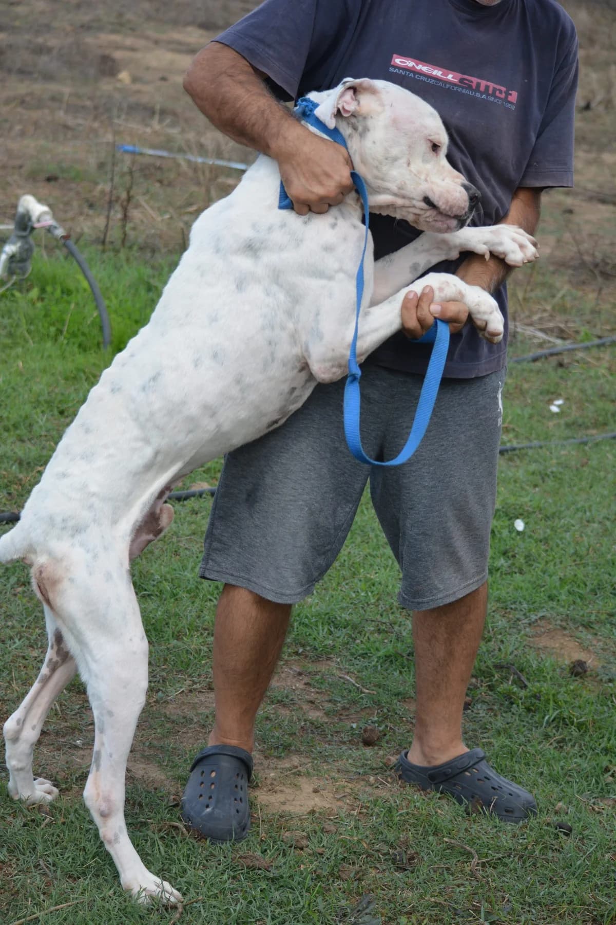 Askar, male Mixed Breed for adoption at Pföttchenretter mit Herz e.V., Leichlingen
