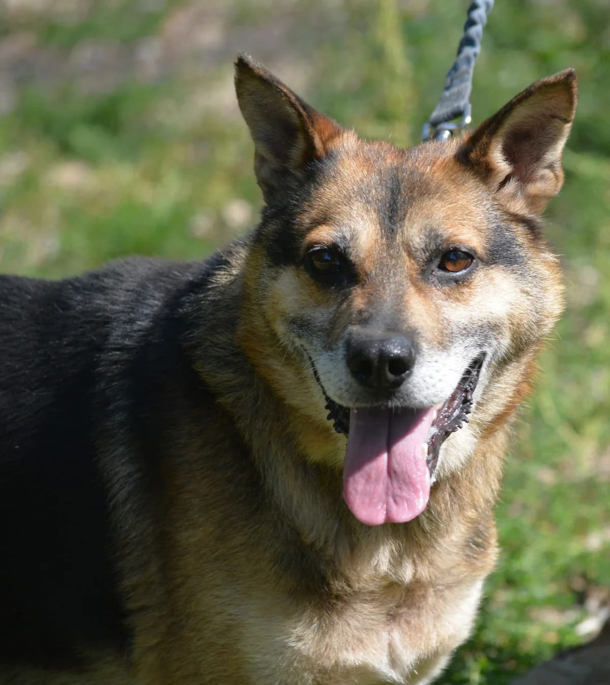 Disco, female Mixed Breed for adoption at Pföttchenretter mit Herz e.V., Leichlingen