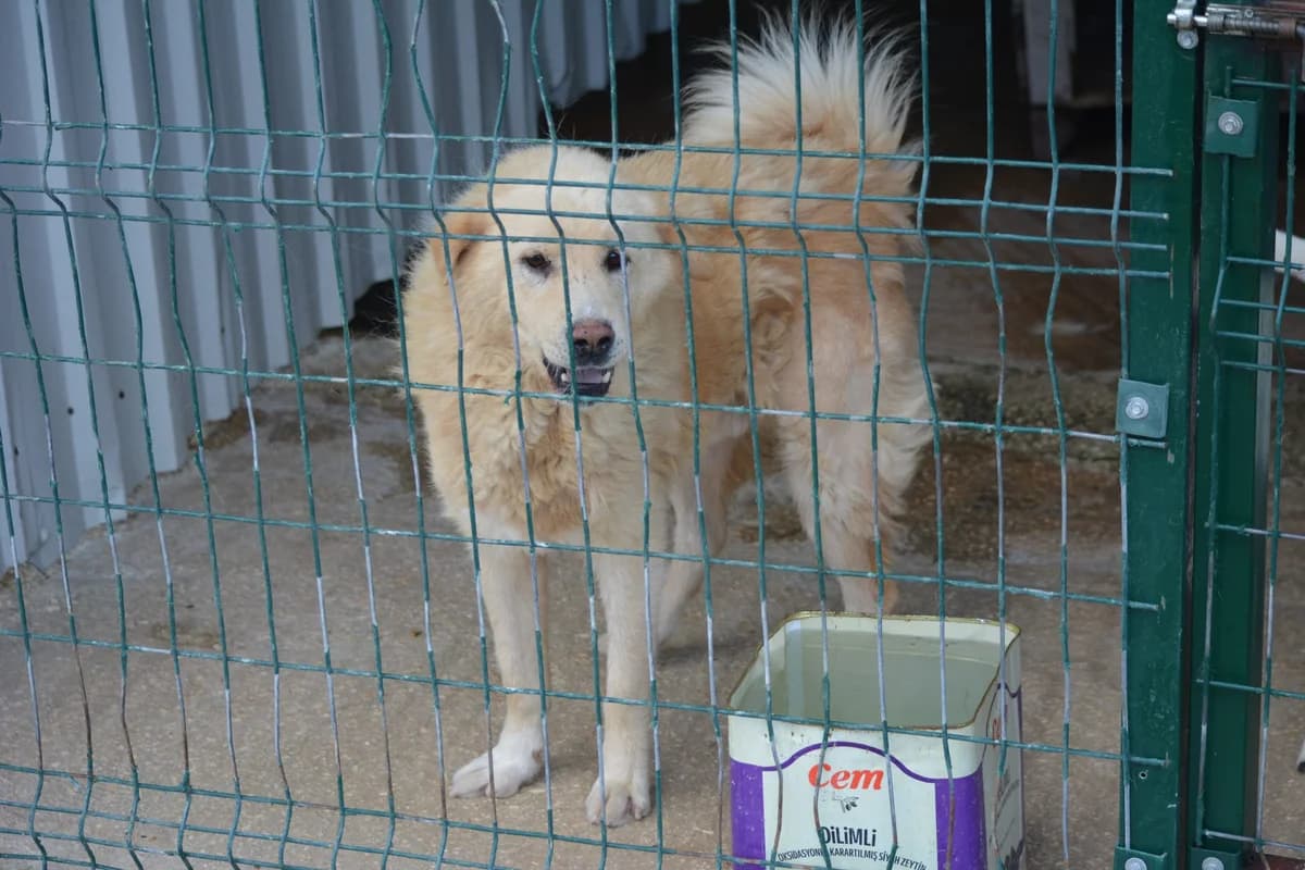 Duke, female Mixed Breed for adoption at Pföttchenretter mit Herz e.V., Leichlingen