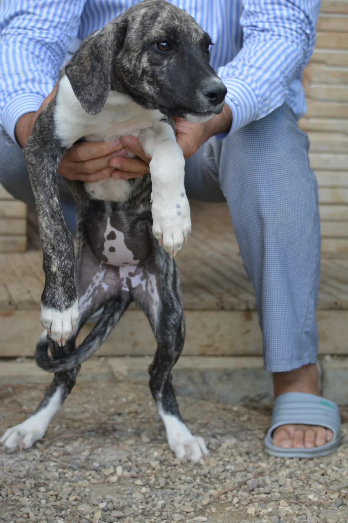 Klausi, male Mixed Breed for adoption at Pföttchenretter mit Herz e.V., Leichlingen