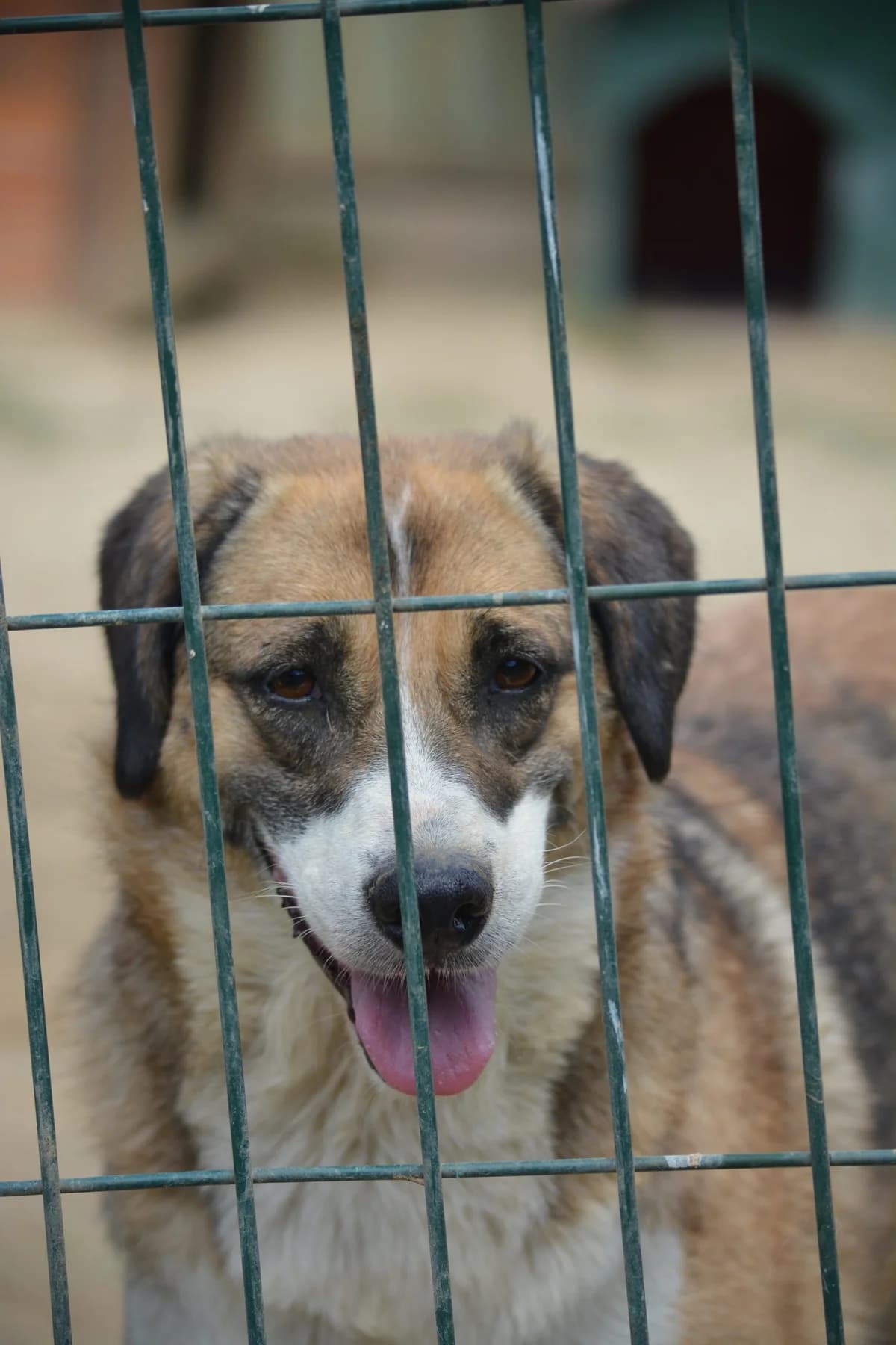 Gracie, female Mixed Breed for adoption at Pföttchenretter mit Herz e.V., Leichlingen