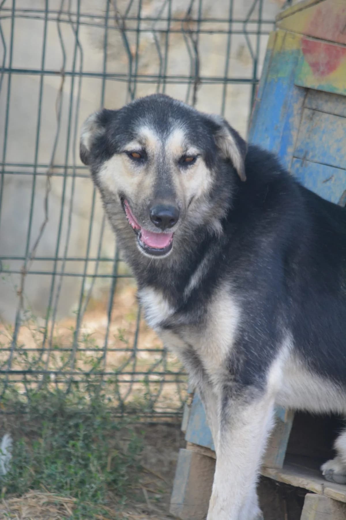 Tomasch, female Mixed Breed for adoption at Pföttchenretter mit Herz e.V., Leichlingen